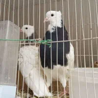 کبوتر طوقی