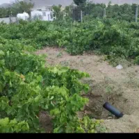 خونه باغ سوسن آباد