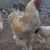 مرغ و خروس برهما