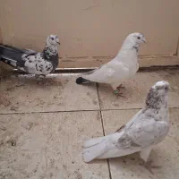 کفتر کبوتر فنچ مرغ عشق عروس هلندی پرنده
