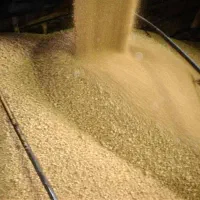 فروش شکر بصورت عمده تناژبالا