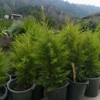 سرو لاوسون سطل ۱۰