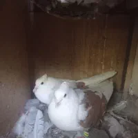 کبوتر جفتی وجوجه