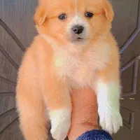 توله سگ پامرکراس