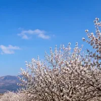 باغچه سند دار دولت اباد هماشهر