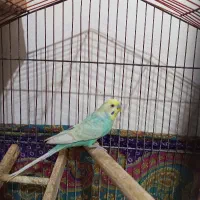 مرغ عشق نر