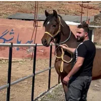 اسب عرب یکسر