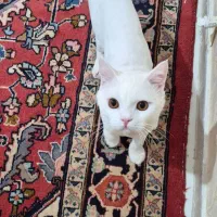 واگذاری گربه نژاد اسکاتیش عقیم شده واکسن زده