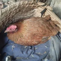 مرغ محلی تخم گذار