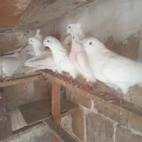 تعدادی کبوتر کهنه کار