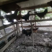 مرغ وخروس واردک