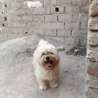 پاکوتا