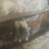 خروس ۵ماهه