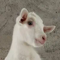 یک راس بزغاله سفید گمشده