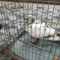 کفتر
