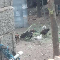 فروش جوجه محلی
