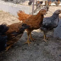 جوجه گلپایگان