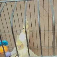 عروس هلندی