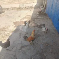 مرغ و خروس