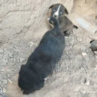 کوچ پاکوتاه