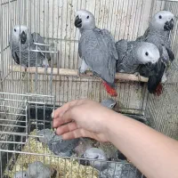 جوجه کاسکو 50 روز درشت جامبو