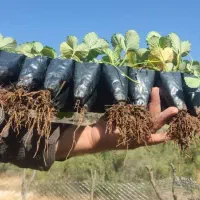 نشاء توت فرنگی در ارقام مختلف از کردستان، مریوان
