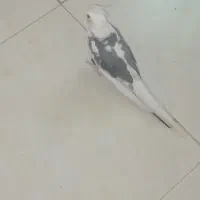 عروس هلندی نر آشتی