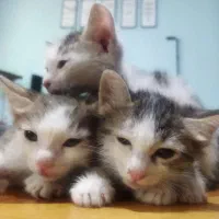 سه‌تا بچه گربه dsh