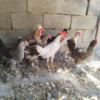 مرغ وخروس