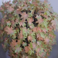 گل تزئینی
