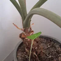 گل بابا آدم|گل و گیاه طبیعی|نیشابور, بنیاد شهید|دیوار