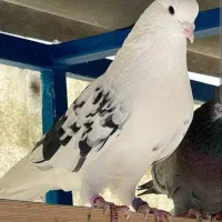 کبکی محدوده تهران