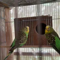 مرغ عشق مولدبالوازم کامل