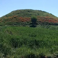 گندم بذری ده دشت