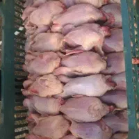 گوشت بلدرچین تازه.  کشتار روز