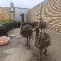 جوجه شتر مرغ(هچری)