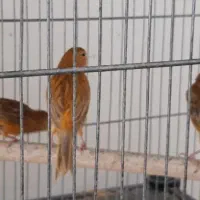 قناری|پرنده|اصفهان, هفتون|دیوار