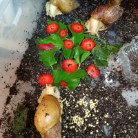 حلزون آلبینو