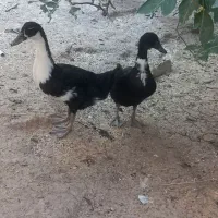 اردک|حیوانات مزرعه|بروجرد, |دیوار