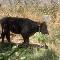 گوساله ماده