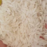 برنج شیرودی