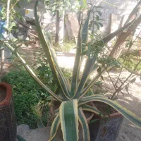 گل اگاو