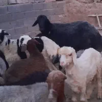 قوچ قره قزل