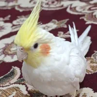 فروش عروس هلندی و قناری باغی
