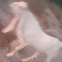 نری گلابی