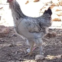مرغ گلین