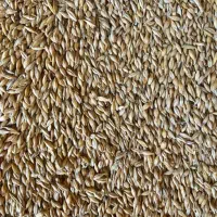 جو روسی وارداتی دامی تحویل فوری