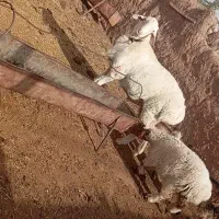 قوچ فروشی