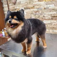 استخدام آرایشگر گرومر حیوانات خانگی