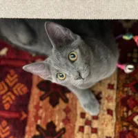 بچه گربه اسکاتیش (اقساطی)